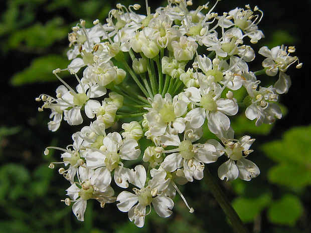 lazerník širokolistý Laserpitium latifolium L.