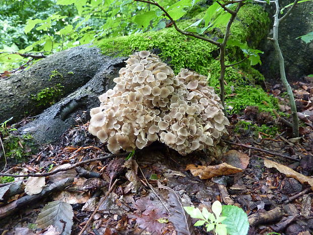 trúdnik klobúčkatý Polyporus umbellatus (Pers.) Fr.