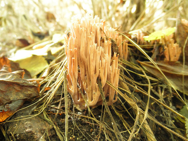 strapačka Ramaria sp.