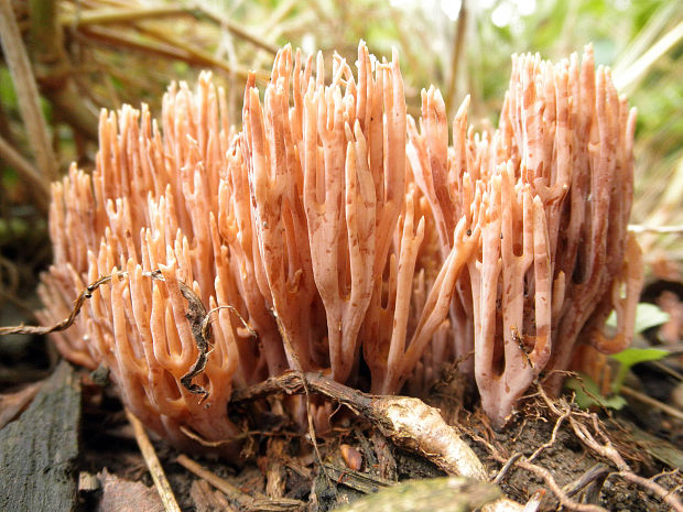 strapačka Ramaria sp.