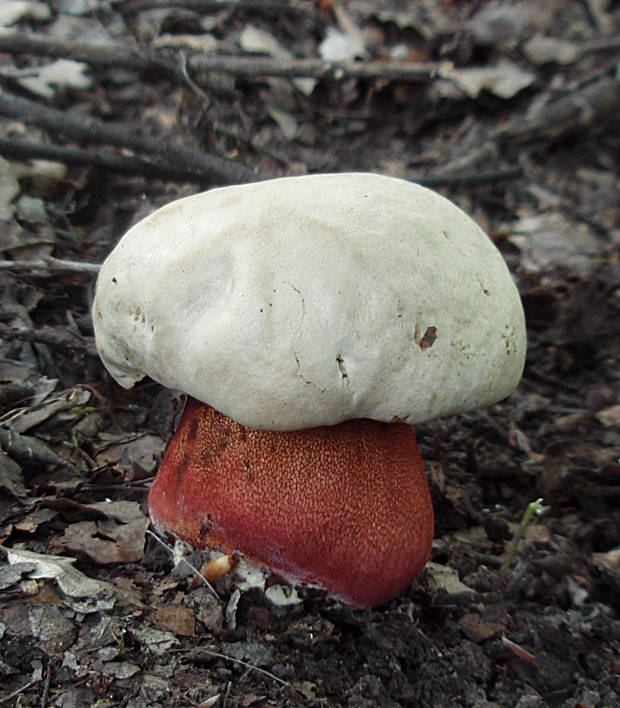 hríb purpurový Rubroboletus rhodoxanthus Kuan Zhao &amp; Zhu L. Yang