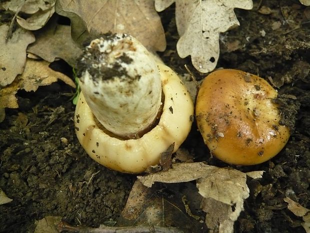 plávka smradľavá Russula foetens Pers.