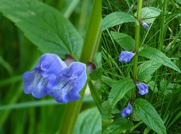 šišak vrúbkovaný Scutellaria galericulata L.