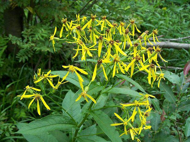 starček vajcovitolistý Senecio ovatus (P. Gaertn., B. Mey. et Scherb.) Willd.