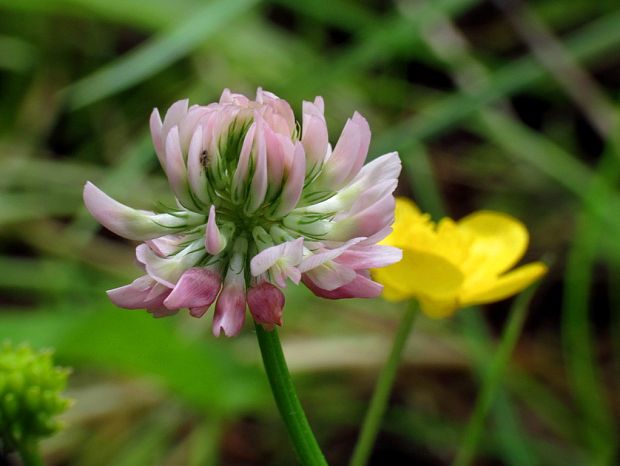 ďatelina hybridná Trifolium hybridum L.