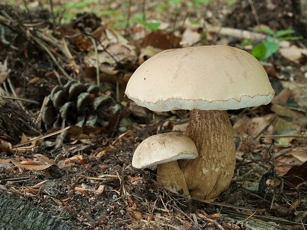 podhríb žlčový Tylopilus felleus (Bull.) P. Karst.