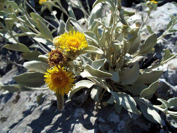 oman inula verbascifolia (Wild.) Hausskn.