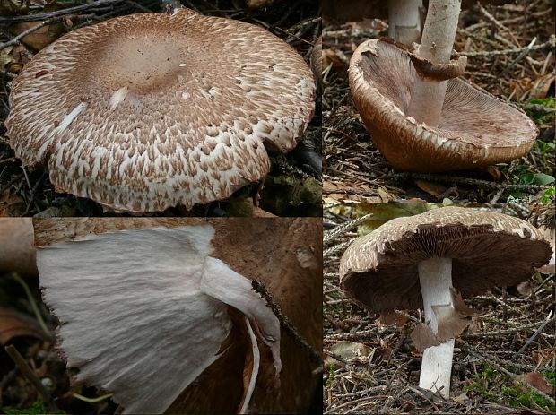 pečiarka lesná Agaricus sylvaticus Schaeff.