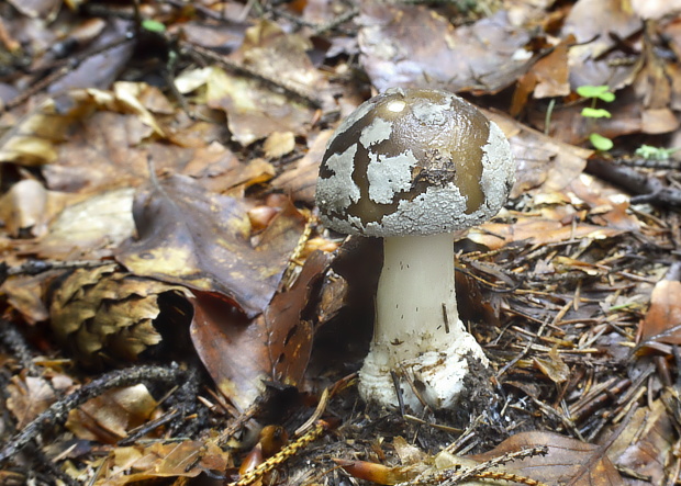 muchotrávka hrubá Amanita excelsa (Fr.) Bertill.