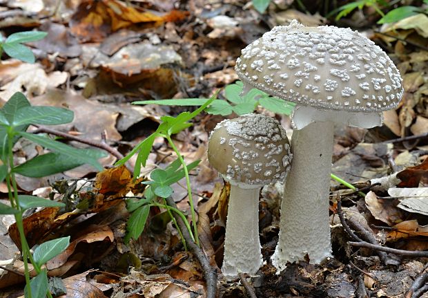 muchotrávka hrubá Amanita excelsa (Fr.) Bertill.