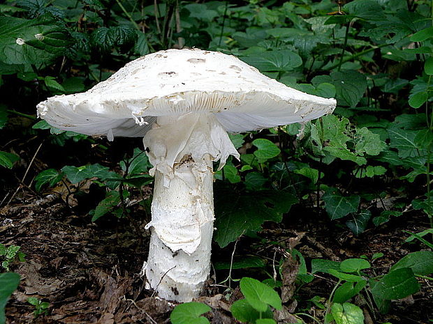 muchotrávka šiškovitá Amanita strobiliformis Gonn. & Rabenh.