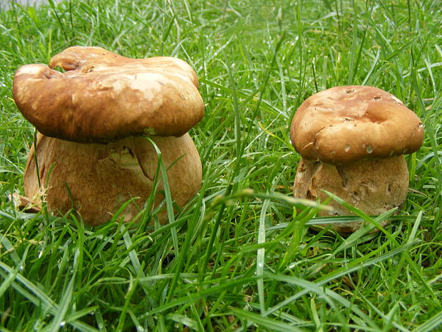 hríb dubový Boletus reticulatus Schaeff.