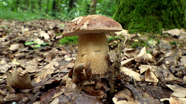 hríb dubový Boletus reticulatus Schaeff.