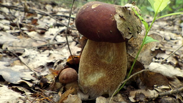 hríb dubový Boletus reticulatus Schaeff.