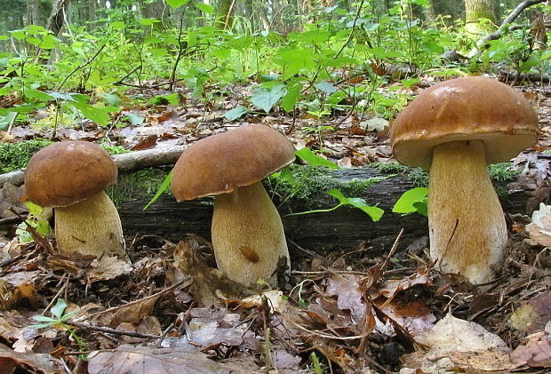 hríb dubový Boletus reticulatus Schaeff.