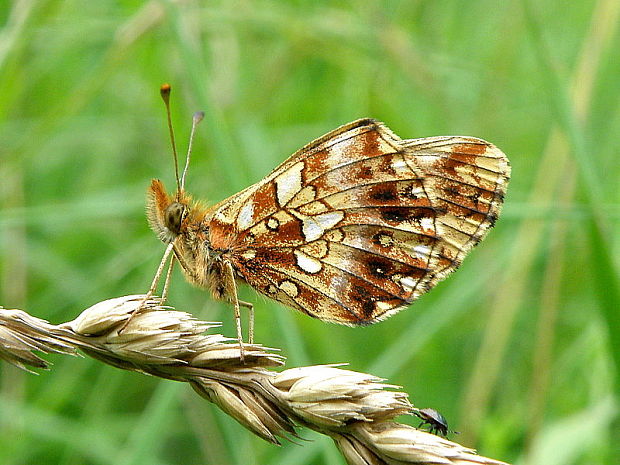 perlovec najmenší Boloria dia  Linnaeus, 1767