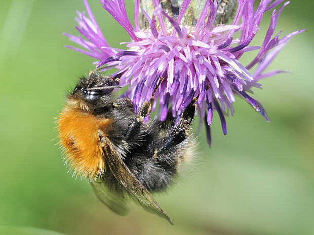 čmeliak lúčny Bombus pascuorum