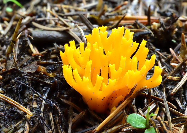 parôžkovec lepkavý Calocera viscosa (Pers.) Fr.