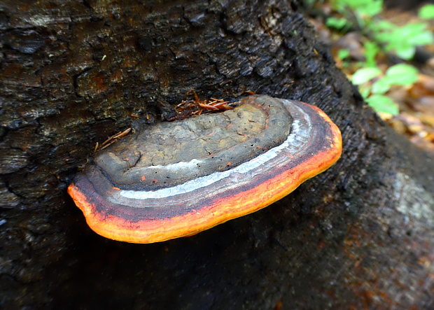 práchnovček pásikavý Fomitopsis pinicola (Sw.) P. Karst.