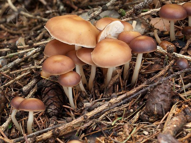 peniazovka hnedá Gymnopus ocior (Pers.) Antonín & Noordel.