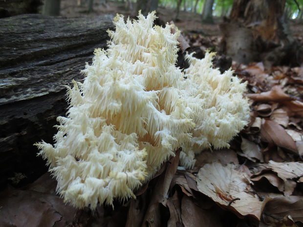 koralovec bukový Hericium coralloides (Scop.) Pers.