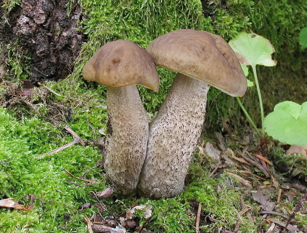 kozák hrabový Leccinum pseudoscabrum (Kallenb.) Šutara