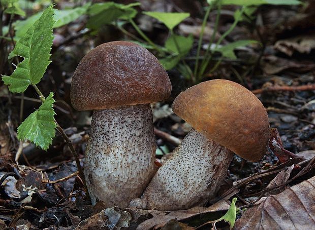 kozák hrabový Leccinum pseudoscabrum (Kallenb.) Šutara