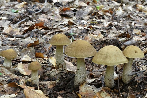 kozák hrabový Leccinum pseudoscabrum (Kallenb.) Šutara