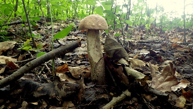 kozák brezový Leccinum scabrum (Bull.) Gray