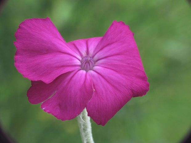 kukučka vencová Lychnis coronaria (L.) Desr.