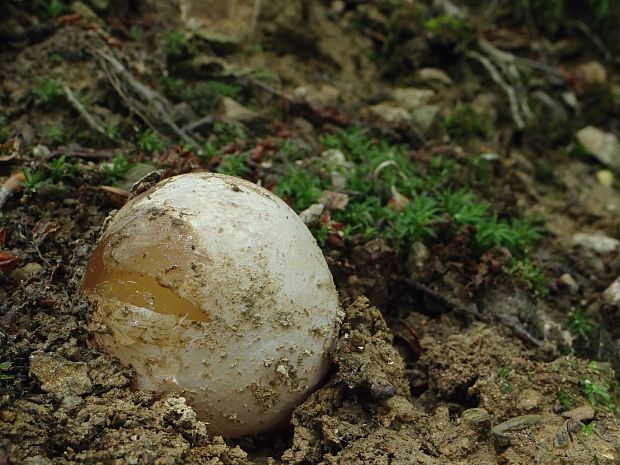 hadovka smradľavá Phallus impudicus L.