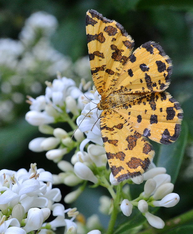 listnatka hluchavková Pseudopanthera macularia Linnaeus, 1758