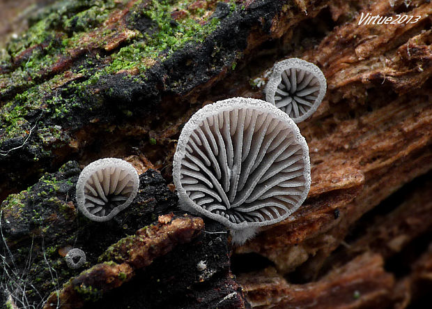 lastúrnik prirastený Resupinatus applicatus (Batsch) Gray