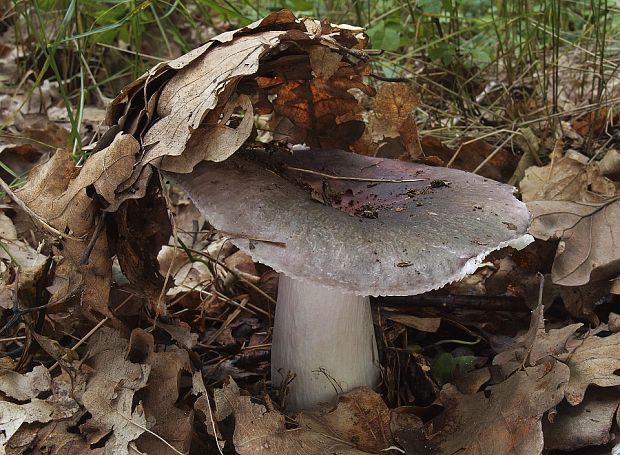 plávka modrastá Russula cyanoxantha (Schaeff.) Fr.