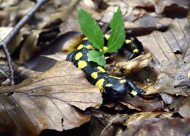 salamandra Salamandra salamandra