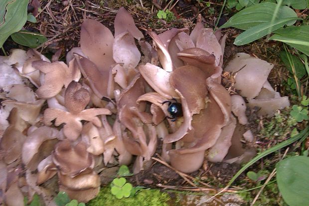 tulipánovka fialová Sarcosphaera coronaria (Jacq.) J. Schröt.