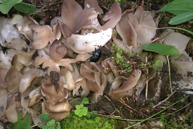 tulipánovka fialová Sarcosphaera coronaria (Jacq.) J. Schröt.