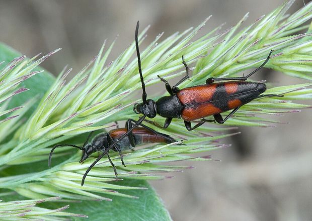 fuzáč Stenurella bifasciata