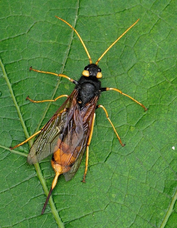 pílovka veľká Urocerus gigas