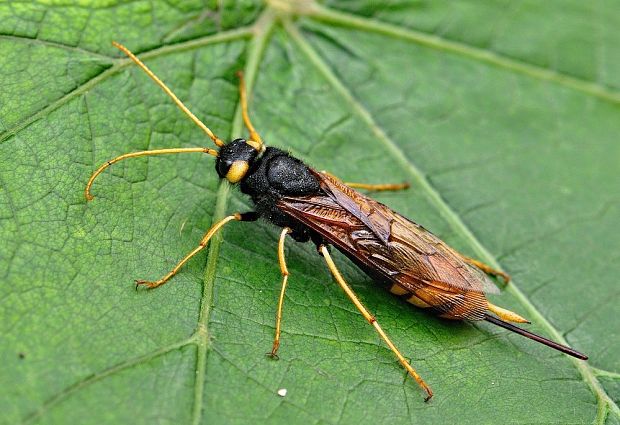 pílovka veľká Urocerus gigas