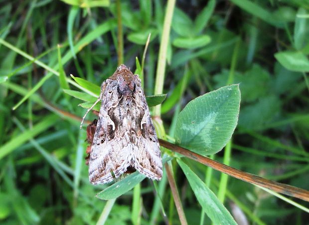 mora gama Autographa gamma