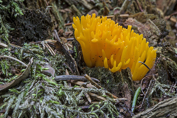 parôžkovec lepkavý Calocera viscosa (Pers.) Fr.