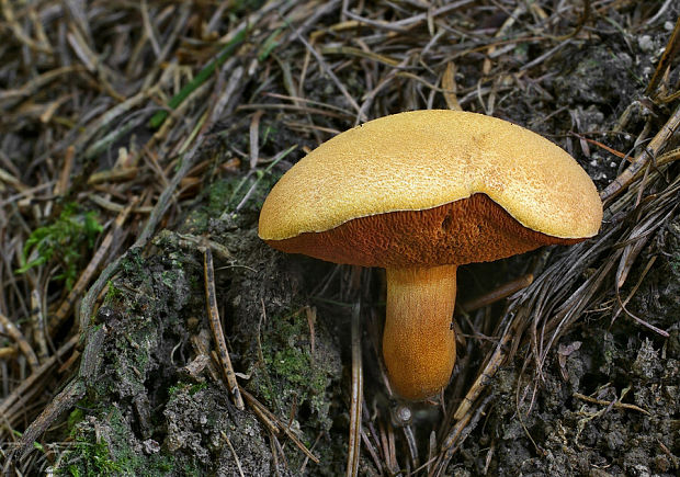 meďovec korenistý Chalciporus piperatus (Bull.) Bataille