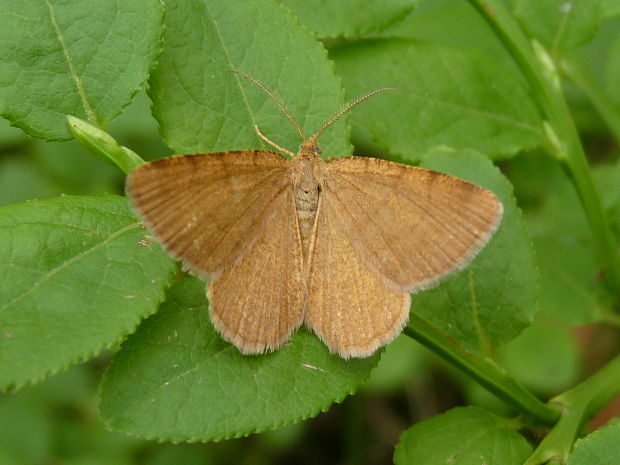 listnatka brusnicová  Chiasmia brunneata