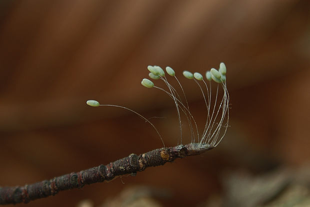 zlatoočka - vajicka - eggs Chrysopidae ?