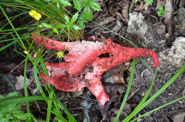 mrežovka kvetovitá Clathrus archeri (Berk.) Dring