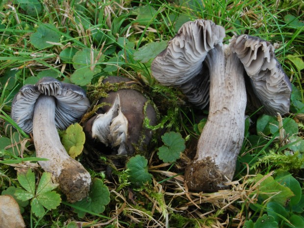 čiruľka tmavosivá Dermoloma cuneifolium  (Fr.) Singer ex Bon