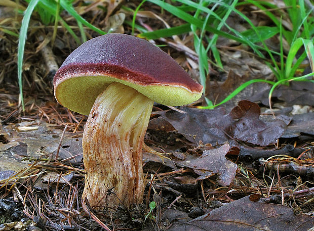 suchohríb karmínový Hortiboletus rubellus (Krombh.) Simonini, Vizzini & Gelardi