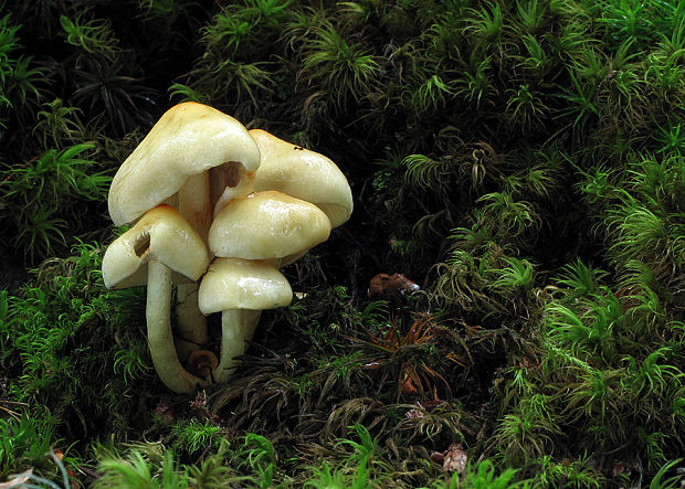 strapcovka Hypholoma sp.