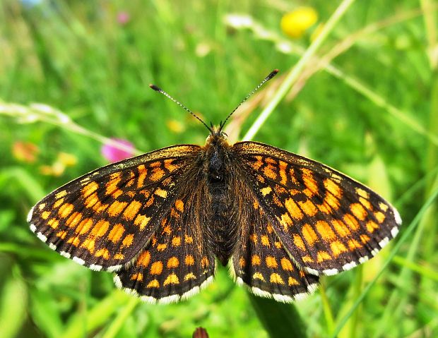 hnedáčik skorocelový Melitaea athalia